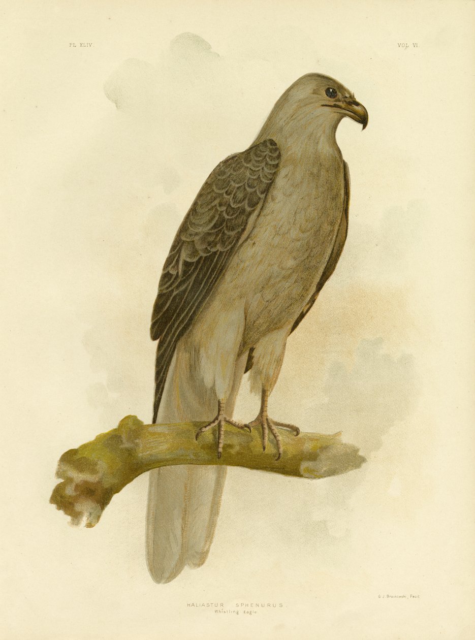 Whistling Eagle eller Whistling Kite, 1891 af Gracius Broinowski