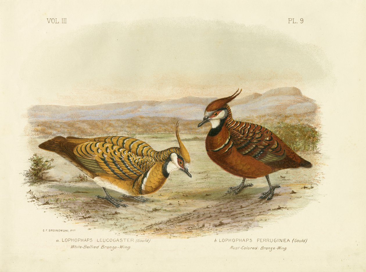Hvid-Bellied Bronzewing, 1891 af Gracius Broinowski