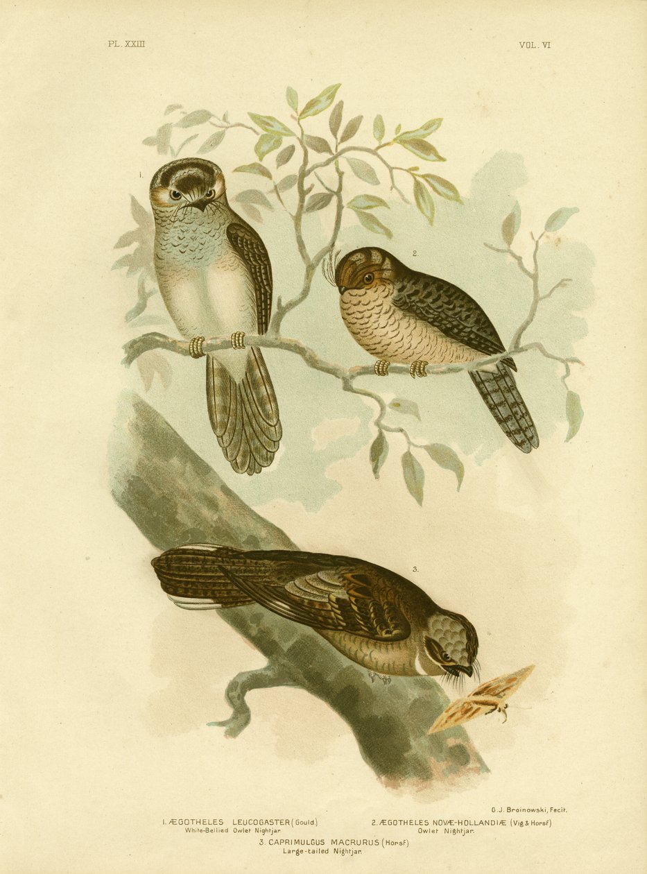 Hvidbuget ugle Natugle eller natugle, 1891 af Gracius Broinowski