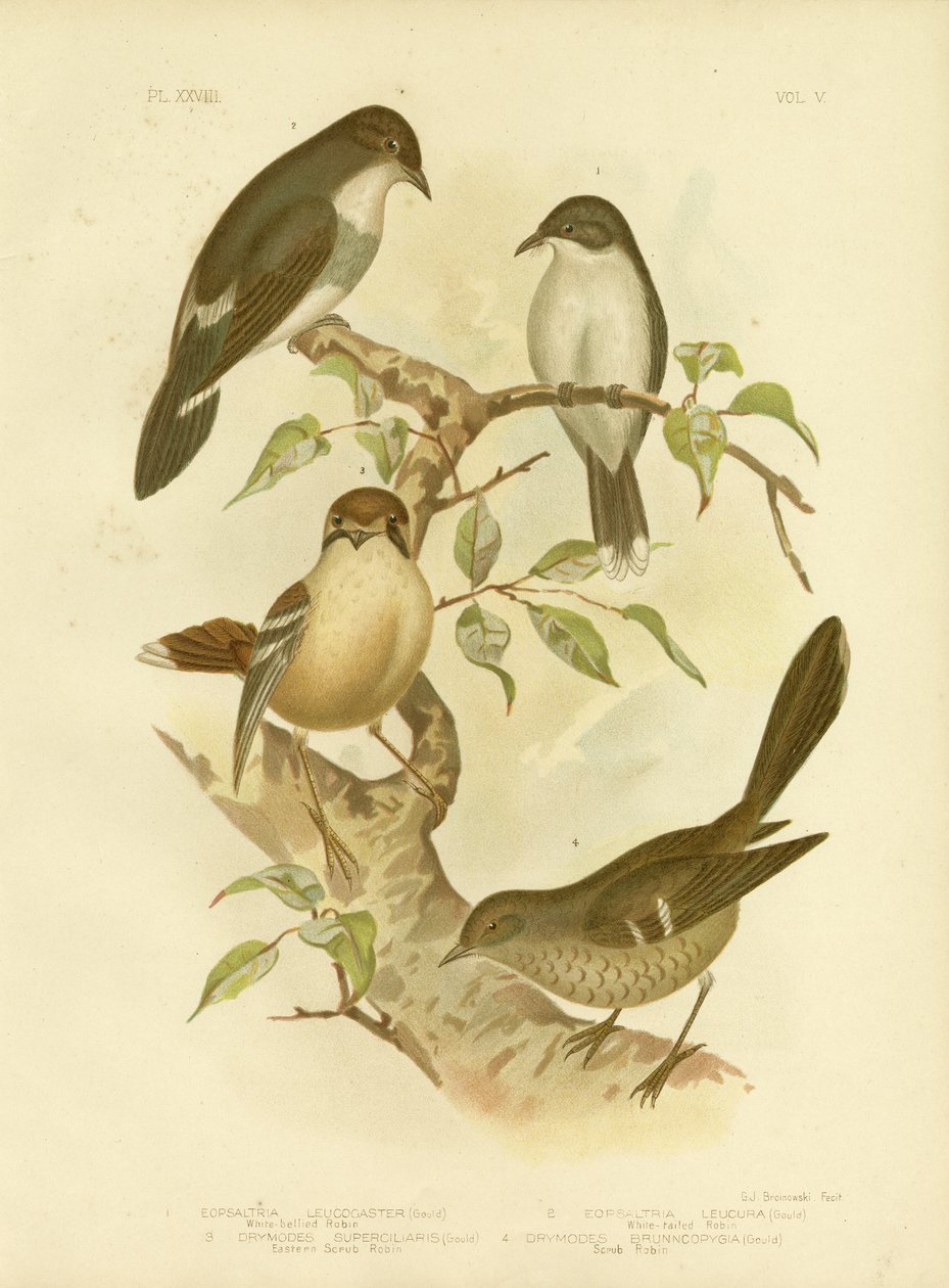 Hvidmavet Robin, 1891 af Gracius Broinowski