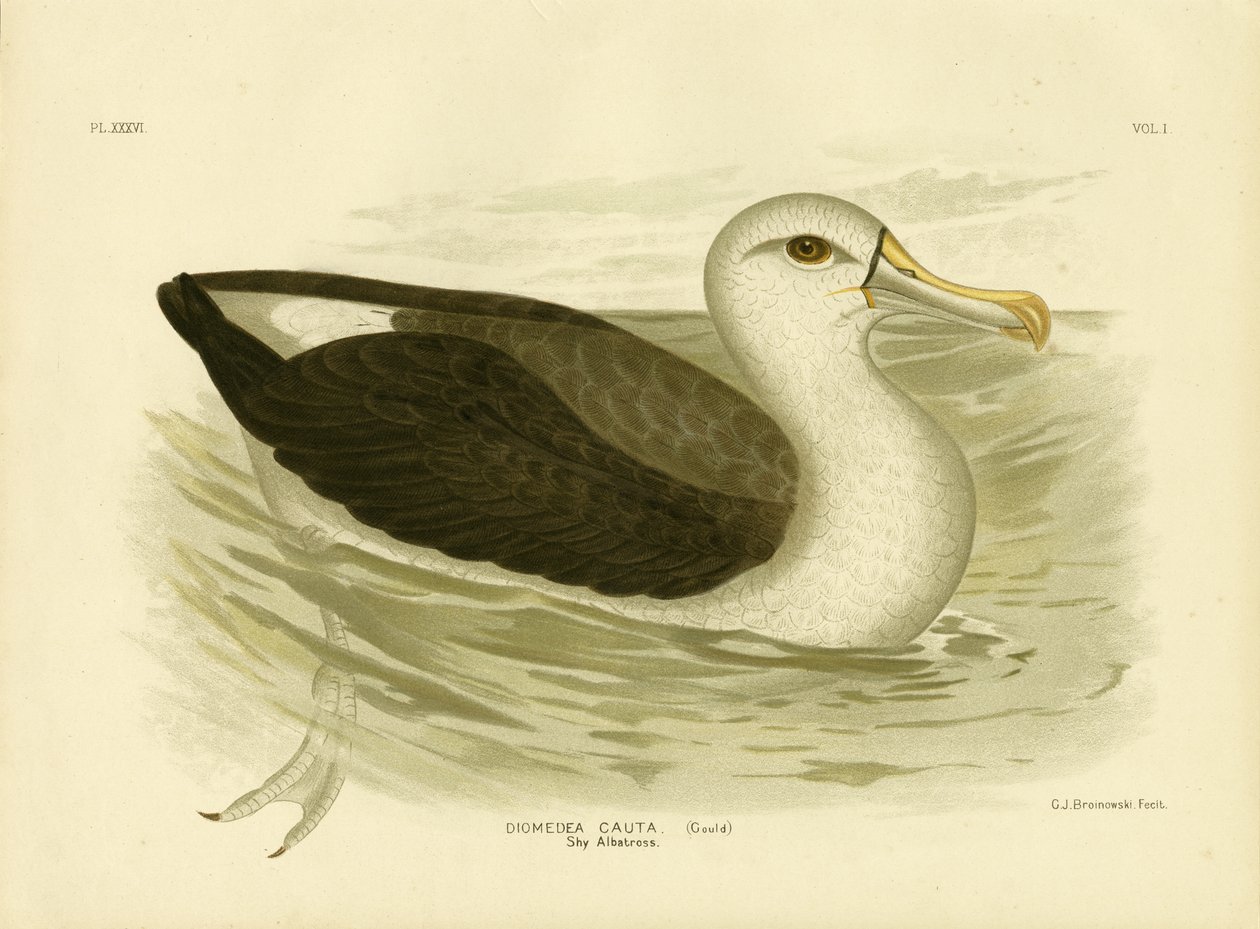 Albatros med hvid hætte, 1891 af Gracius Broinowski