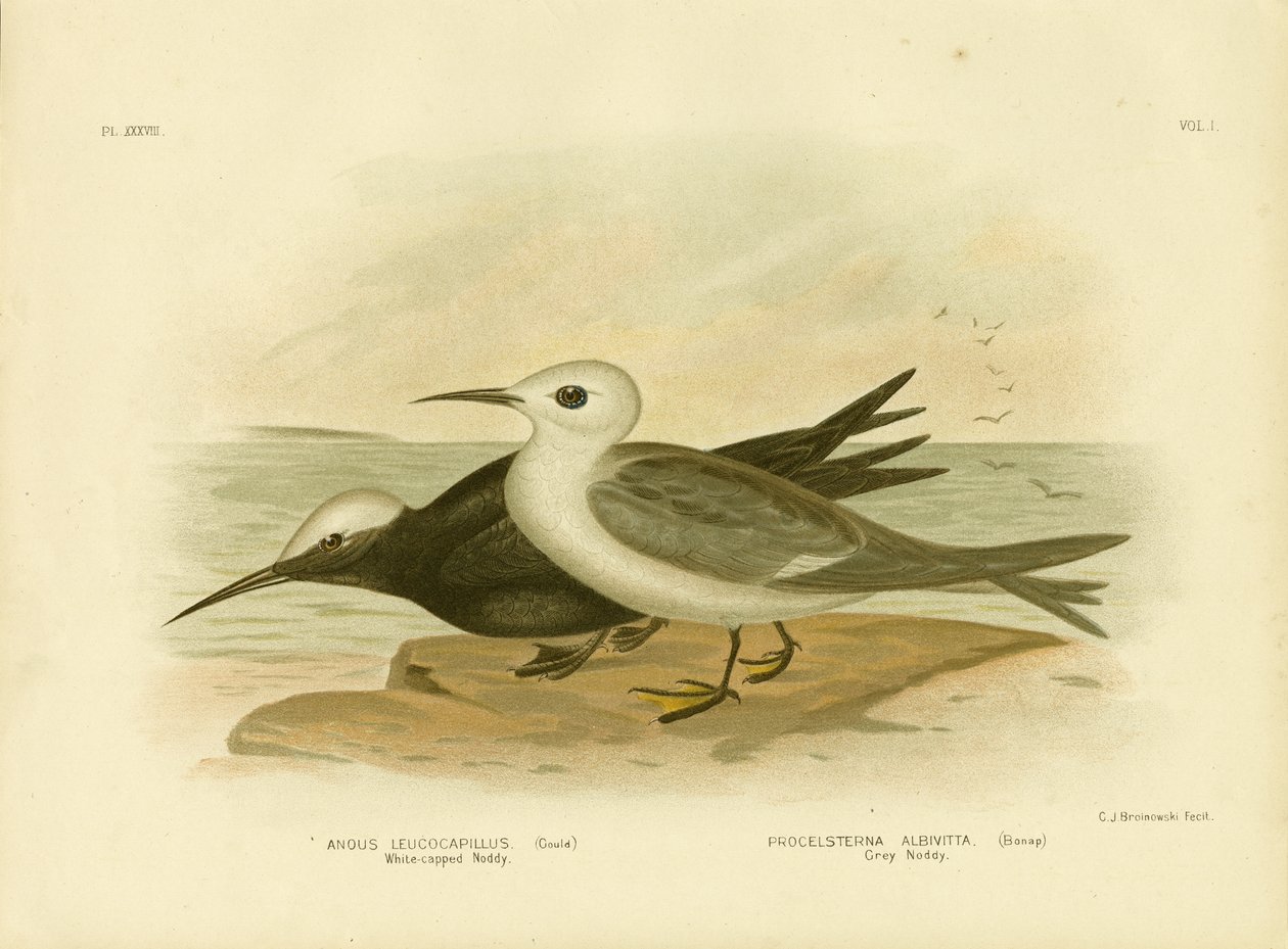 White-Capped Noddy, 1891 af Gracius Broinowski