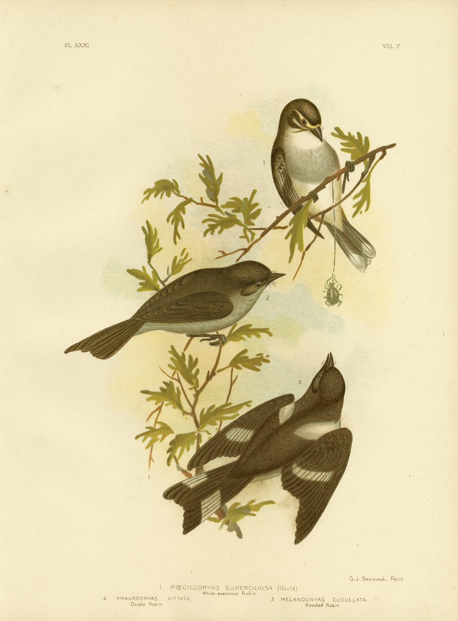 Hvidbrynet rødben, 1891 af Gracius Broinowski