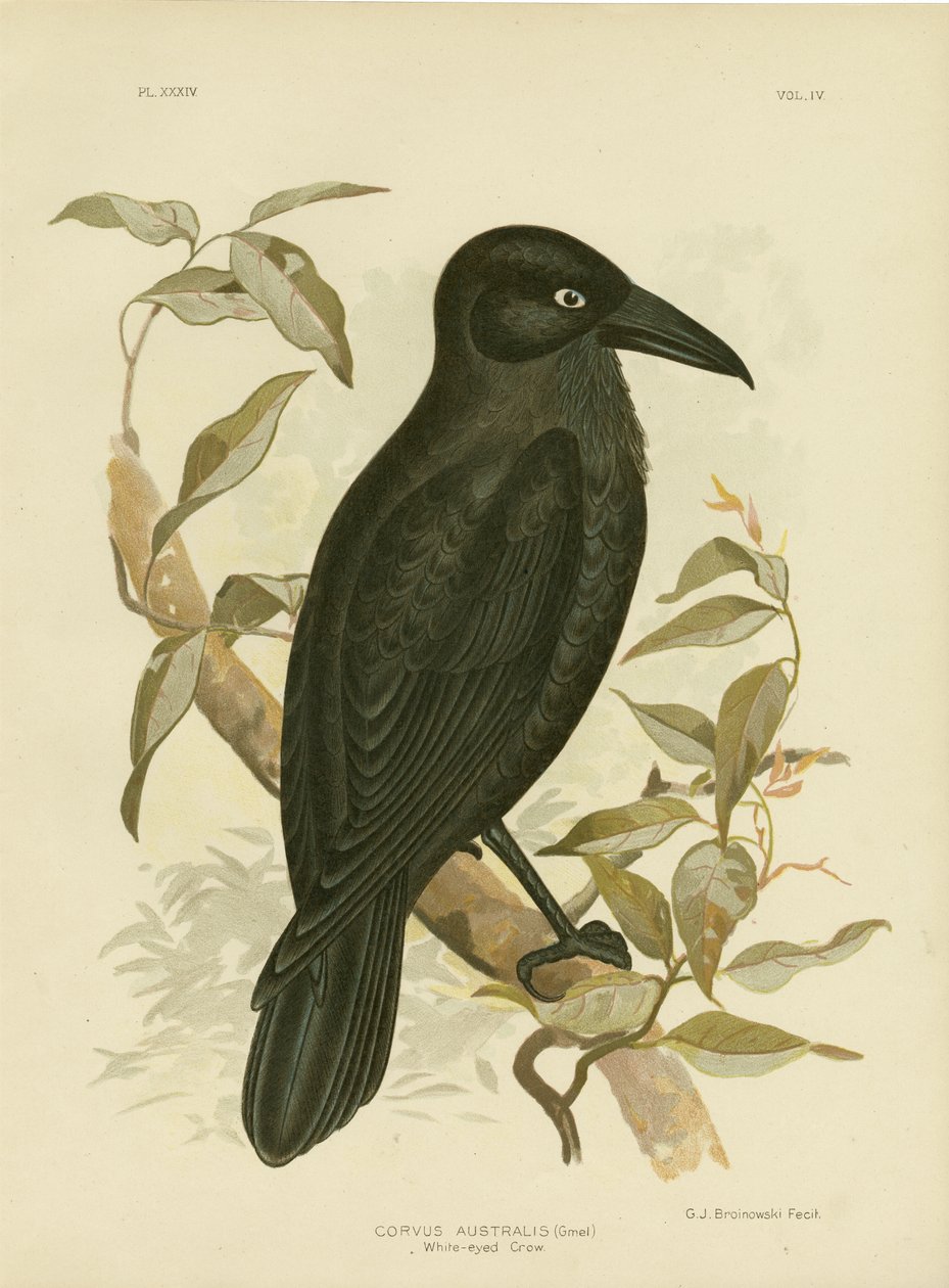 Hvidøjet krage eller australsk ravn, 1891 af Gracius Broinowski