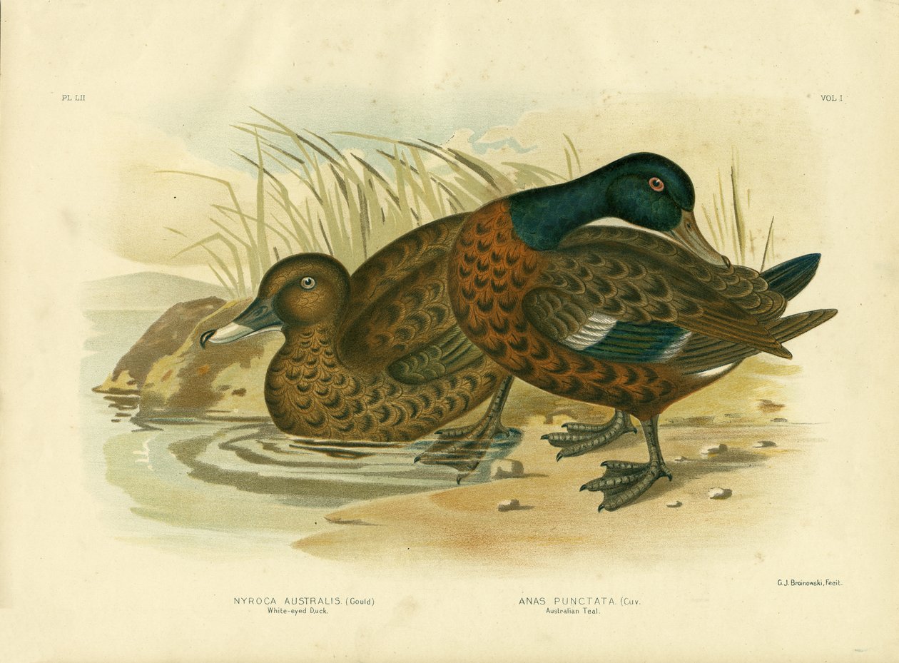 Hvidøjet and, 1891 af Gracius Broinowski