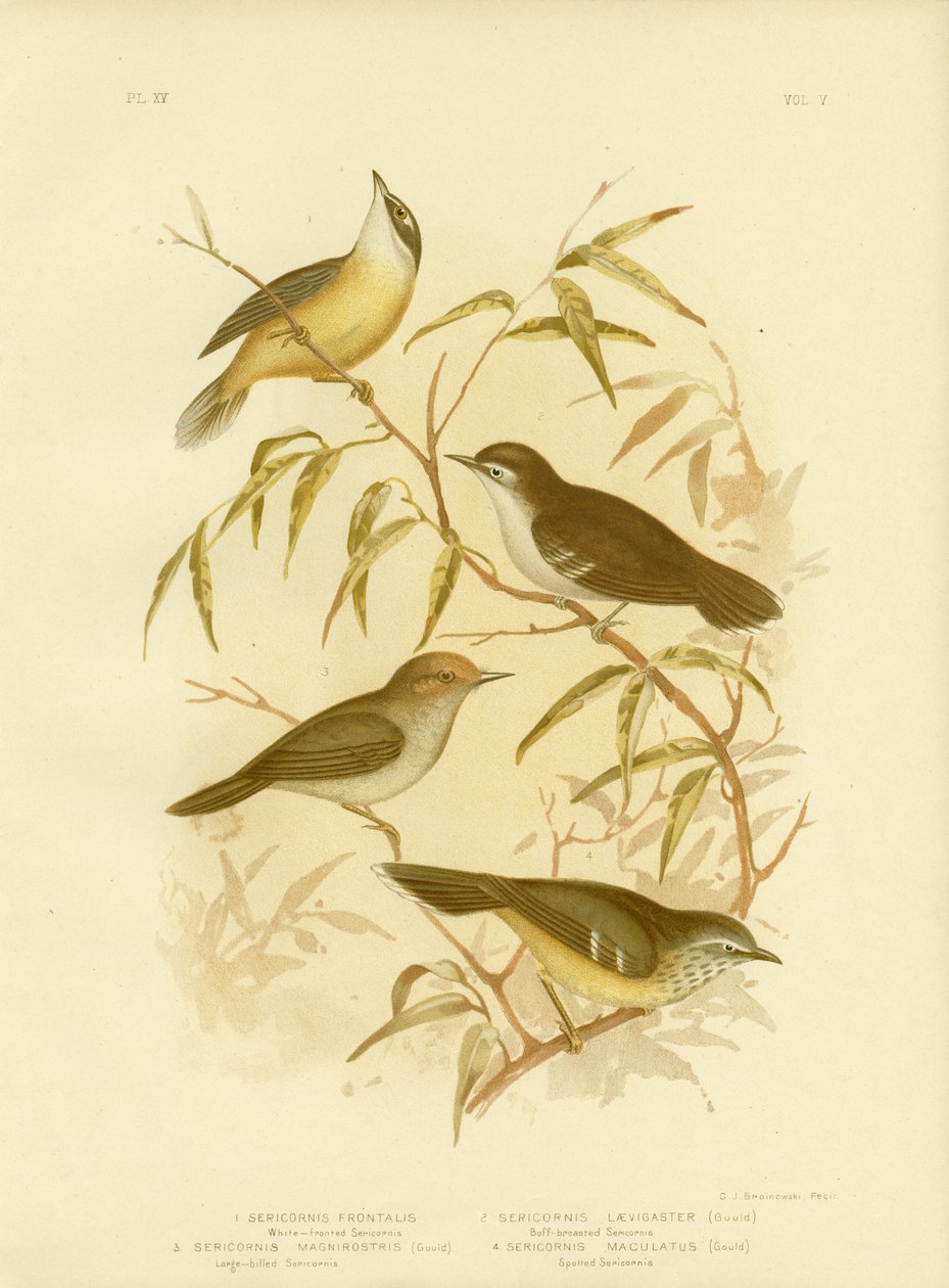 Hvid-fronted scrubwren eller hvid-browed scrubwren, 1891 af Gracius Broinowski