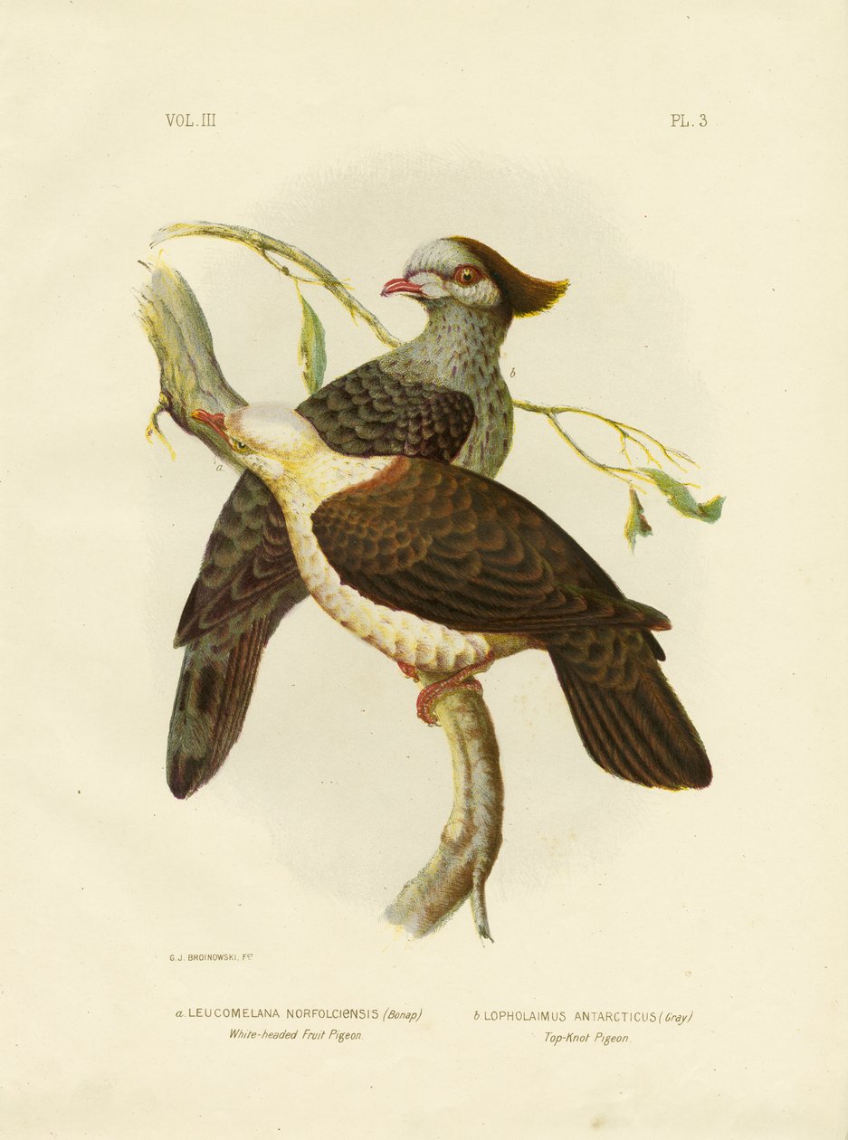 Hvidhovedet frugtdue, 1891 af Gracius Broinowski