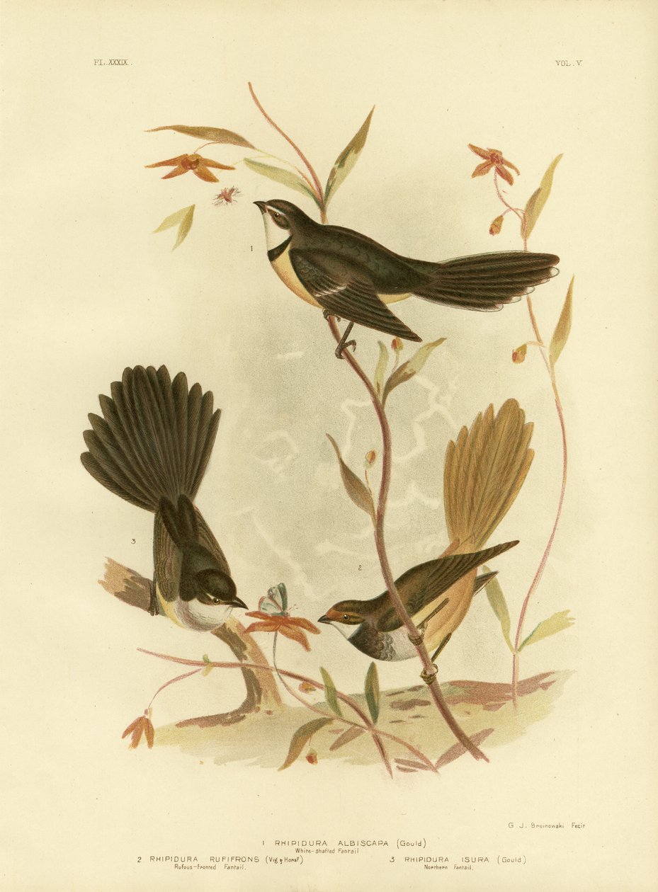 Hvidskaftet Fantail eller Grå Fantail, 1891 af Gracius Broinowski