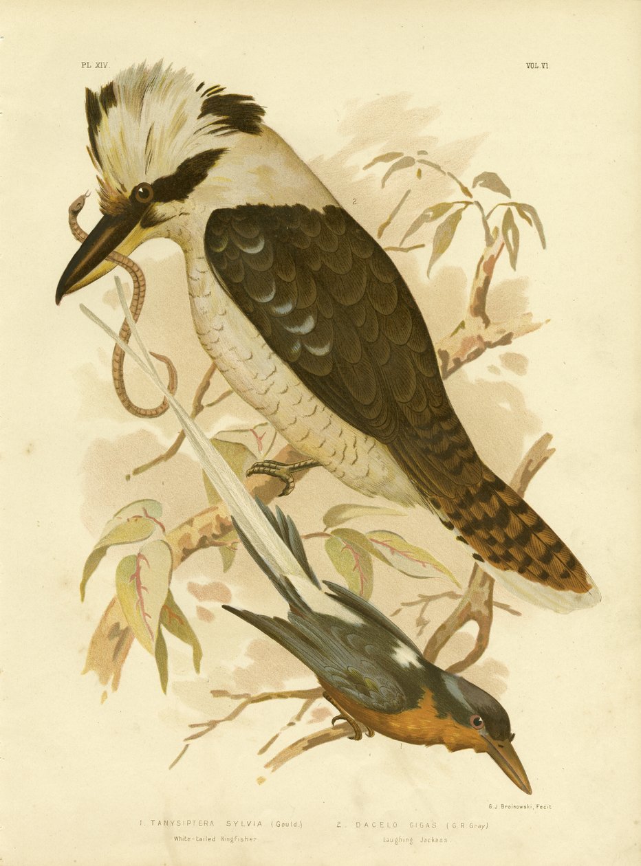 White-tailed Kingfisher, 1891 af Gracius Broinowski