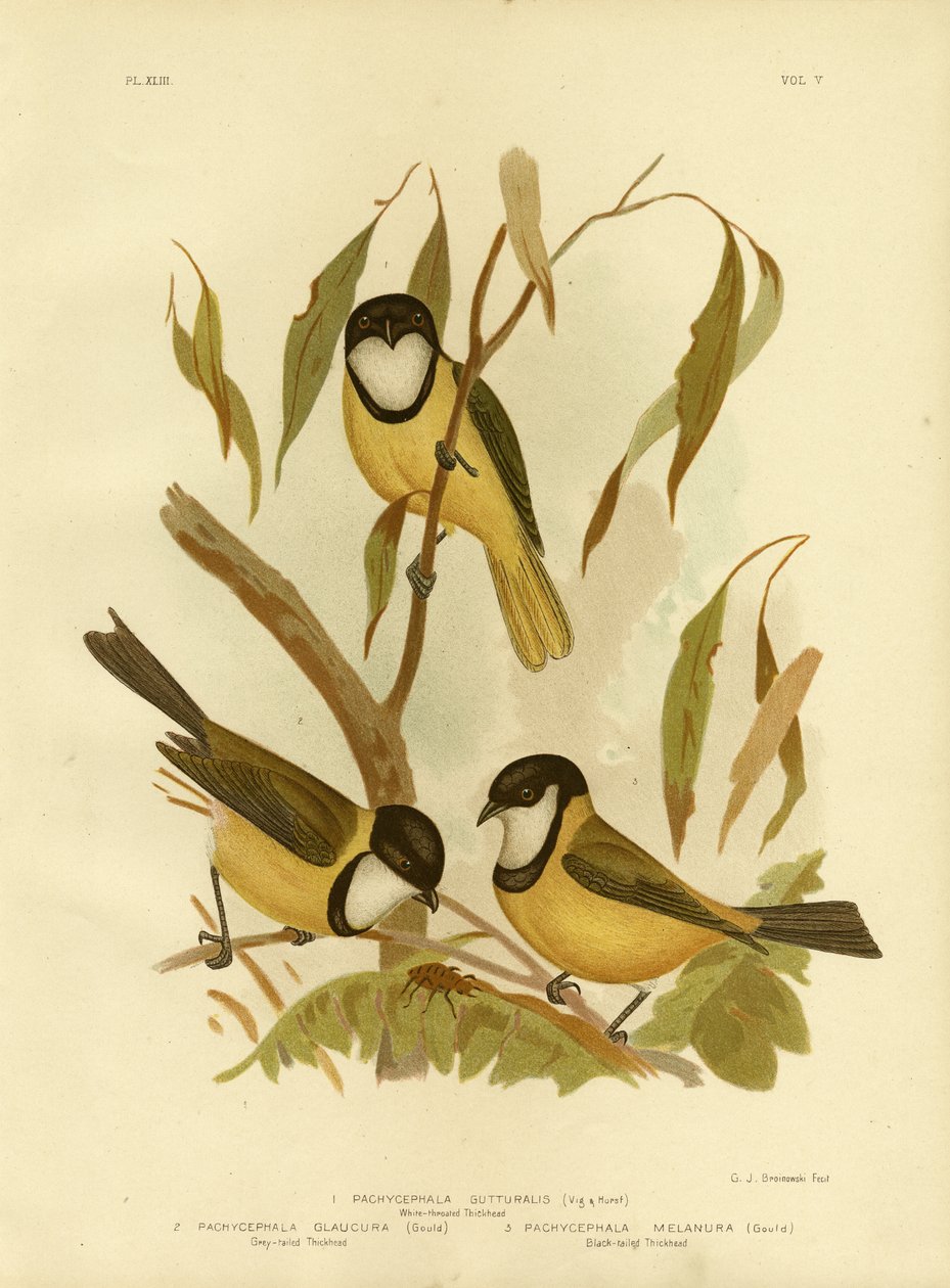 White-throated Whistler eller Golden Whistler, 1891 af Gracius Broinowski