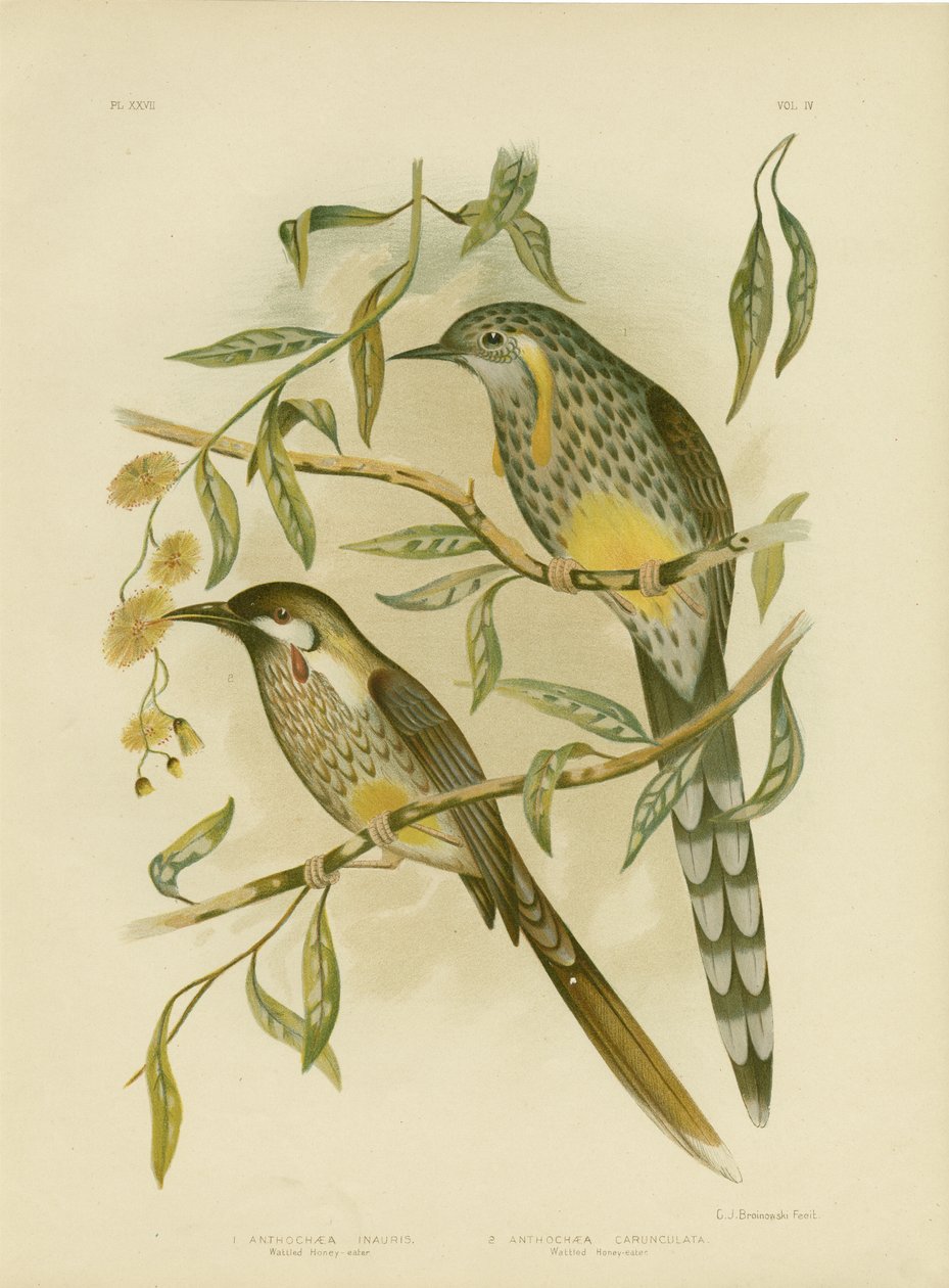 Yellow Wattlebird, 1891 af Gracius Broinowski