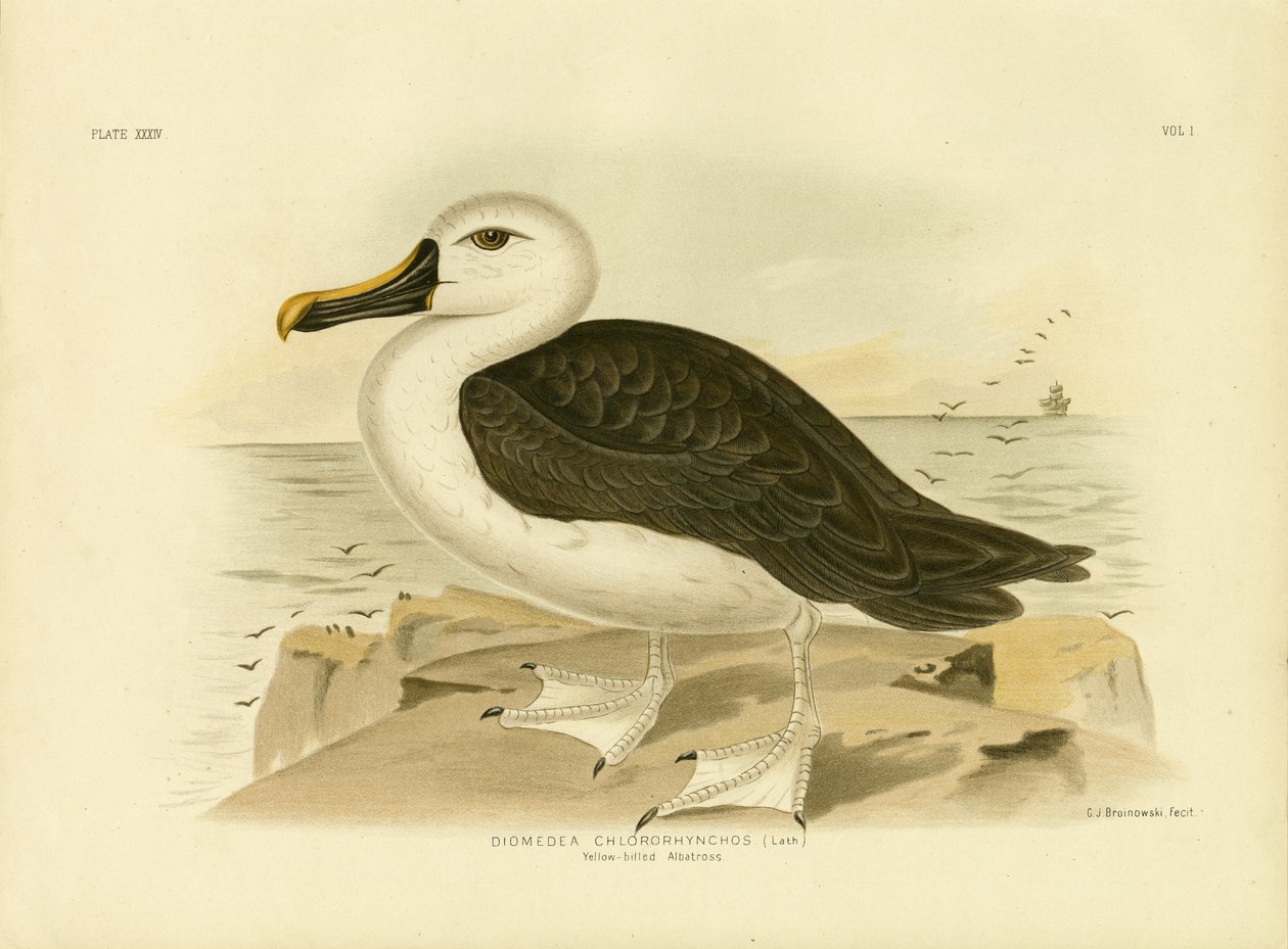 Gulnæsealbatros, 1891 af Gracius Broinowski