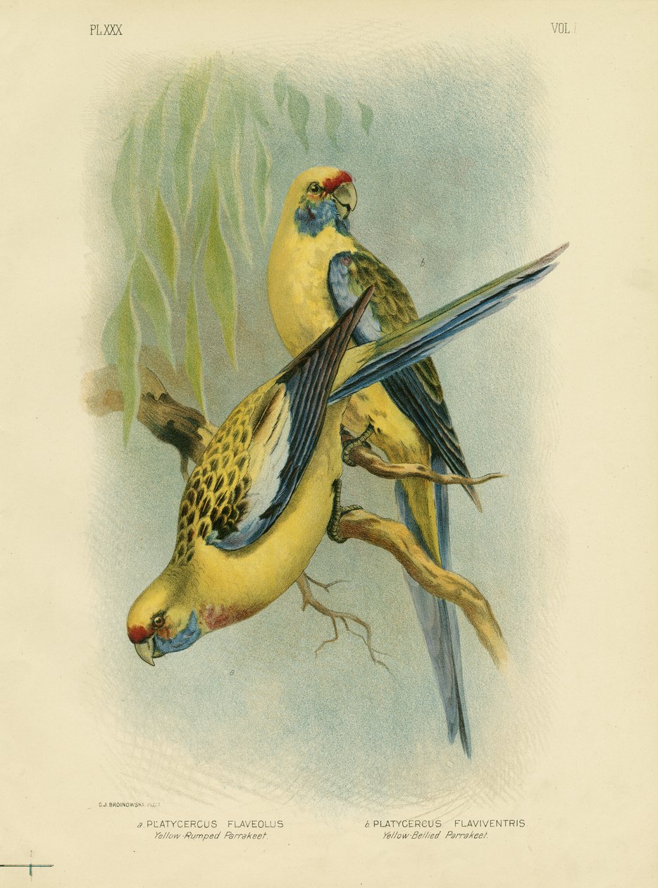 Gulrumpet parakit eller gul Rosella, 1891 af Gracius Broinowski