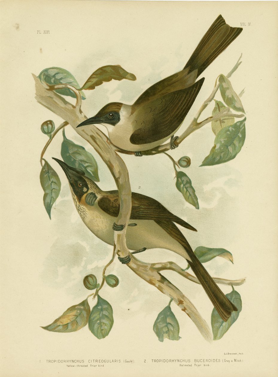 Gulstrubet Friarbird eller Lille Friarbird, 1891 af Gracius Broinowski