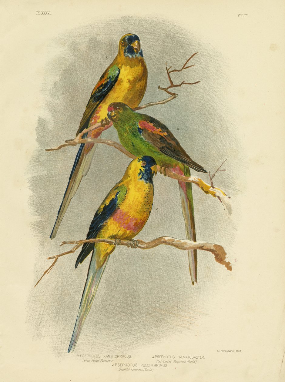 Gul-ventileret parakit, 1891 af Gracius Broinowski
