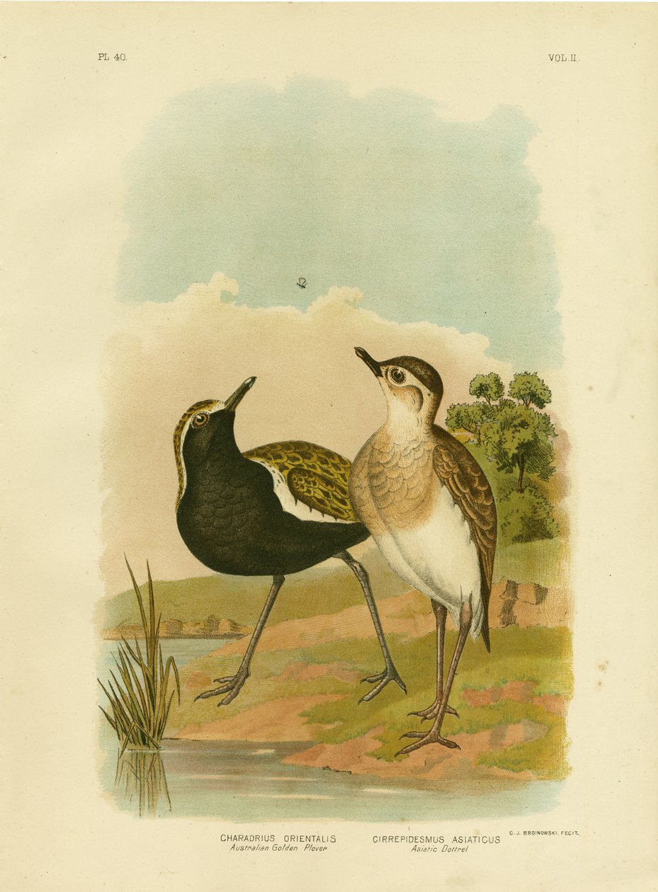 australsk guldhøne eller stillehavsgylden, 1891 af Gracius Broinowski
