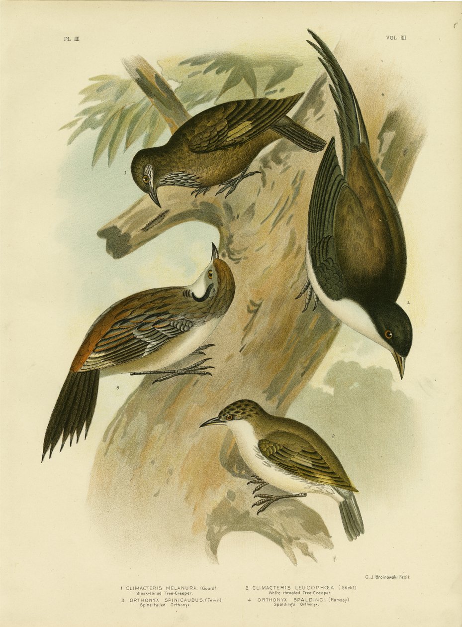 Black-tailed Treecreeper, 1891 af Gracius Broinowski
