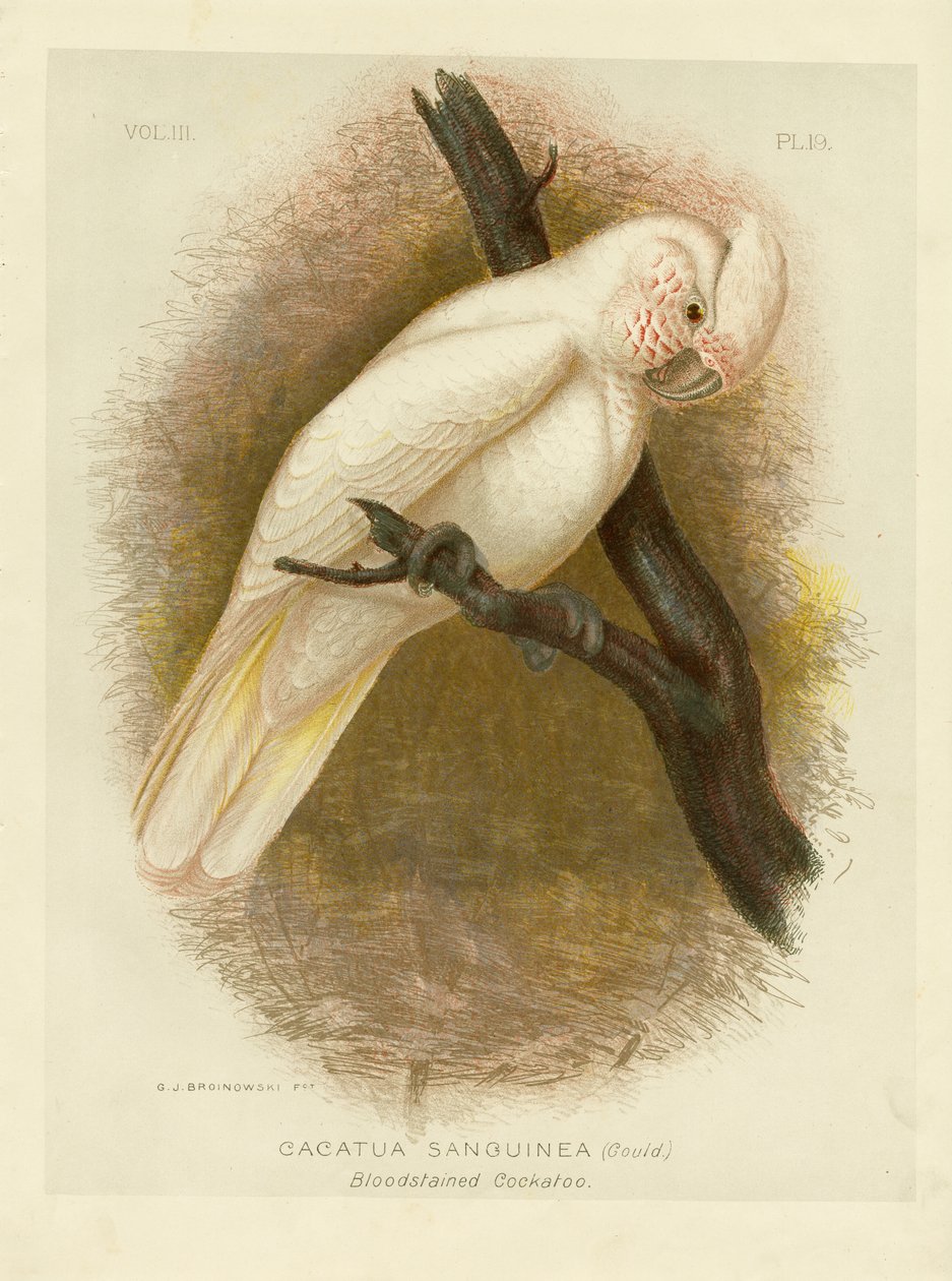 Blodplettet kakadue, 1891 af Gracius Broinowski