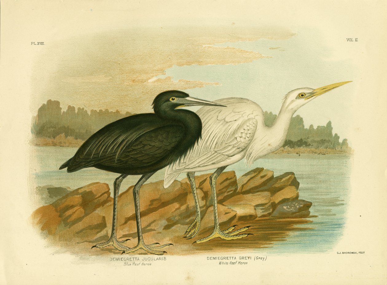Blårevshjort, 1891 af Gracius Broinowski