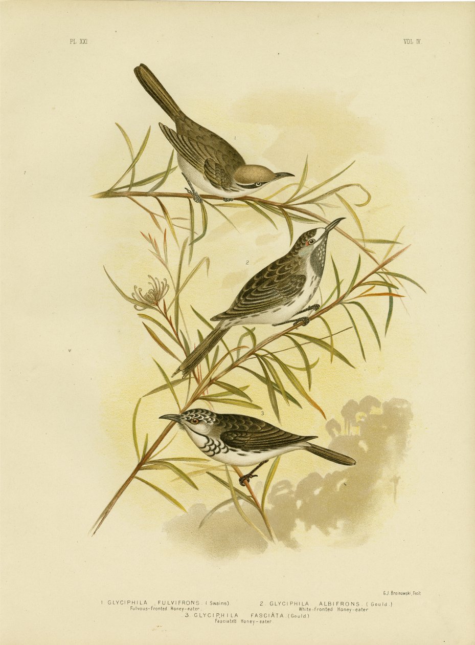 Fulvous-Fronted Honningeater, 1891 af Gracius Broinowski