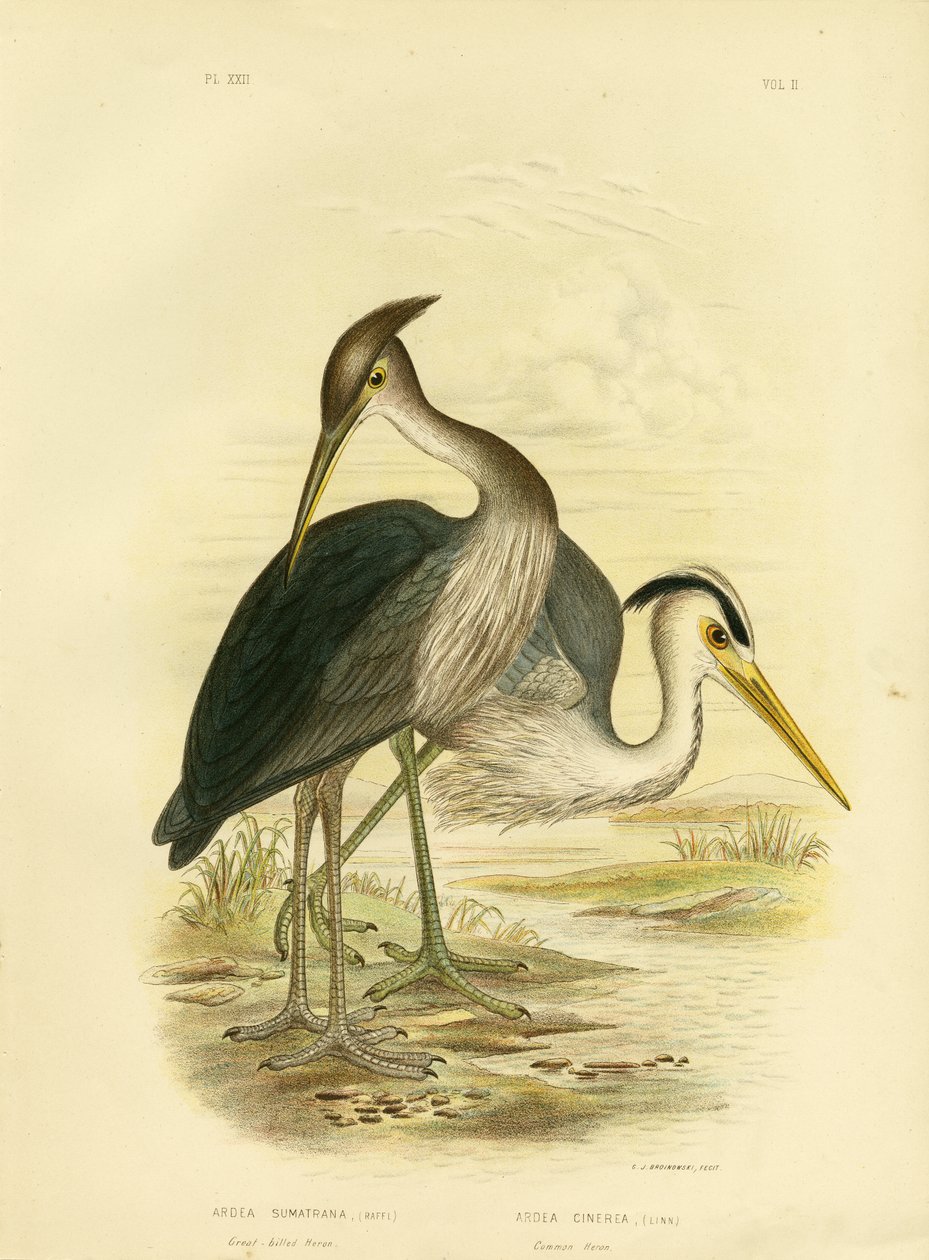 Stornæbbehejre eller mørkegrå hejre, 1891 af Gracius Broinowski