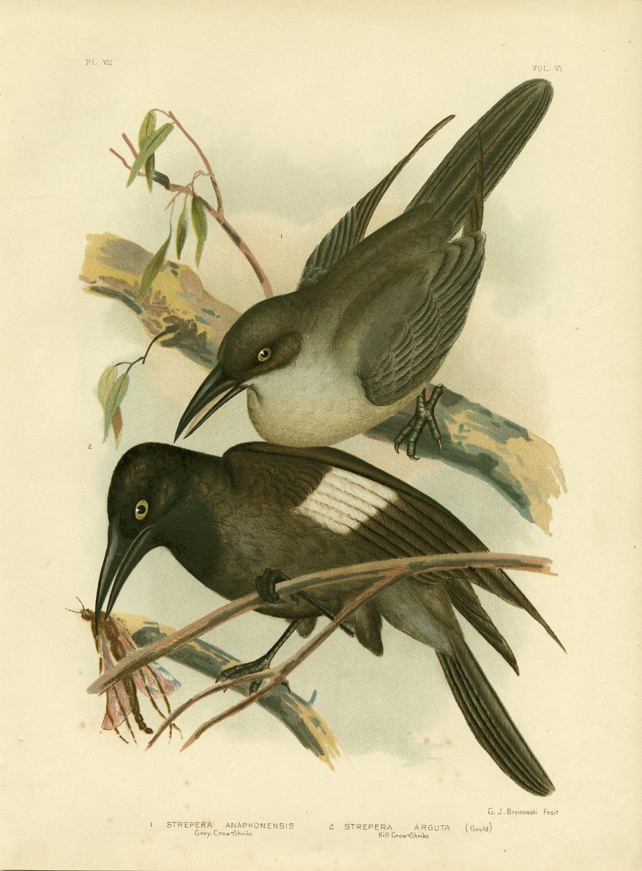 Gråkrage, 1891 af Gracius Broinowski