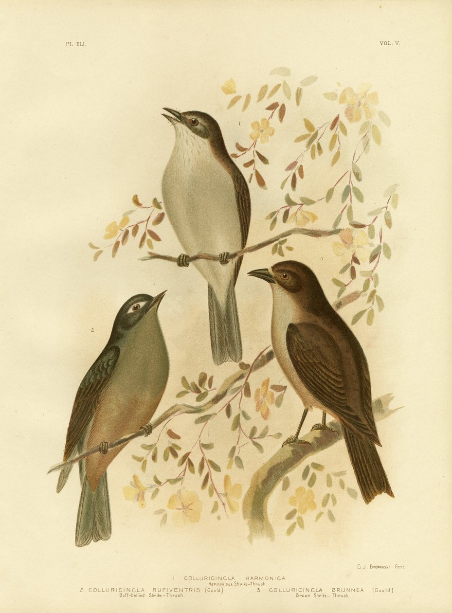 Harmonisk tornskade eller grå tornskade, 1891 af Gracius Broinowski