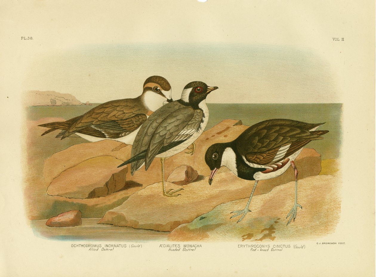 Hooded Dotterel, 1891 af Gracius Broinowski