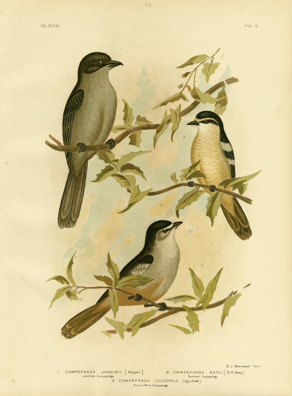 Jardines Campephaga eller almindelig cikadefugl, 1891 af Gracius Broinowski
