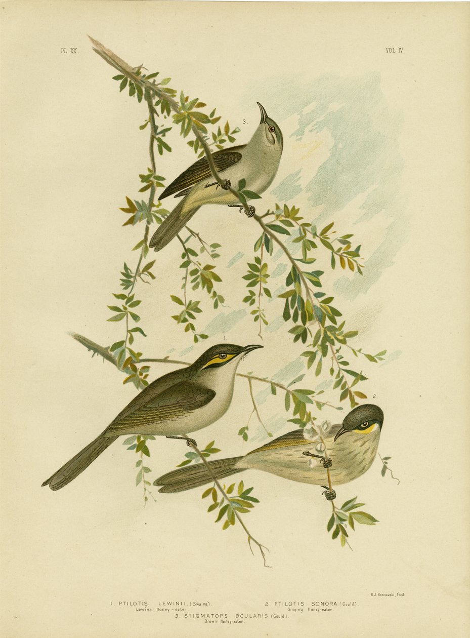 Lewin Honeyeater, 1891 af Gracius Broinowski