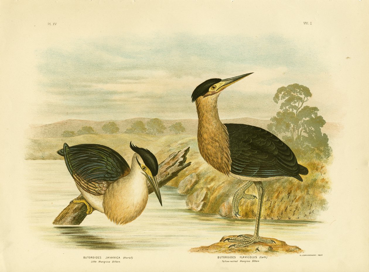 Lille mangrovehejre, 1891 af Gracius Broinowski