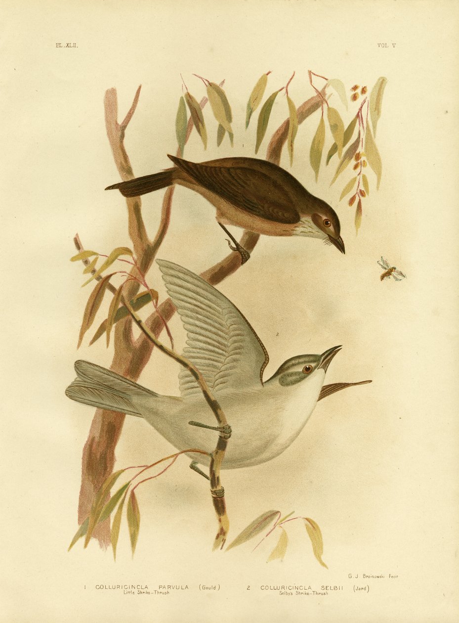 Lille Shrike-Thrush, 1891 af Gracius Broinowski