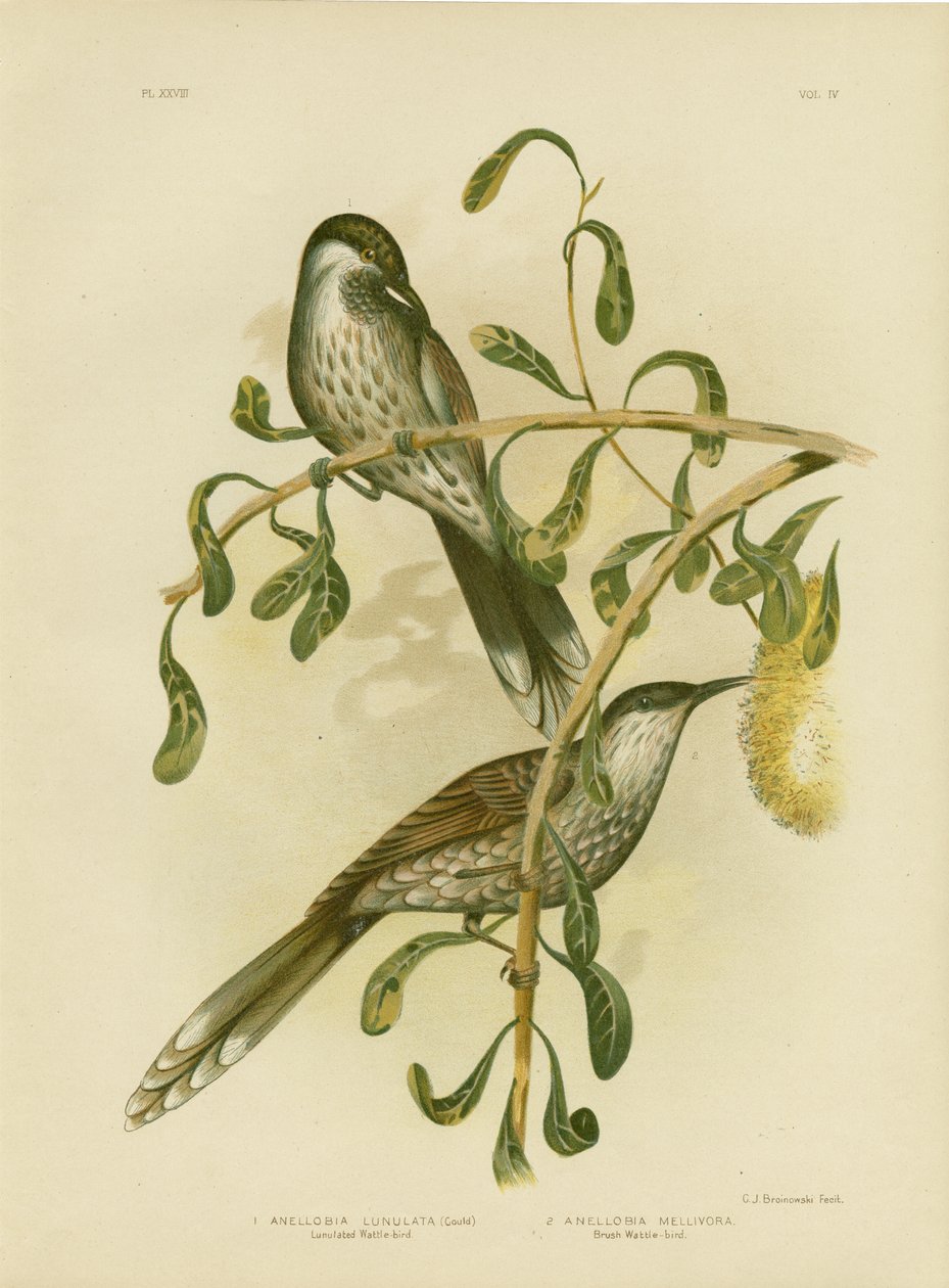Lumuleret Wattlebird Eller Lille Wattlebird, 1891 af Gracius Broinowski