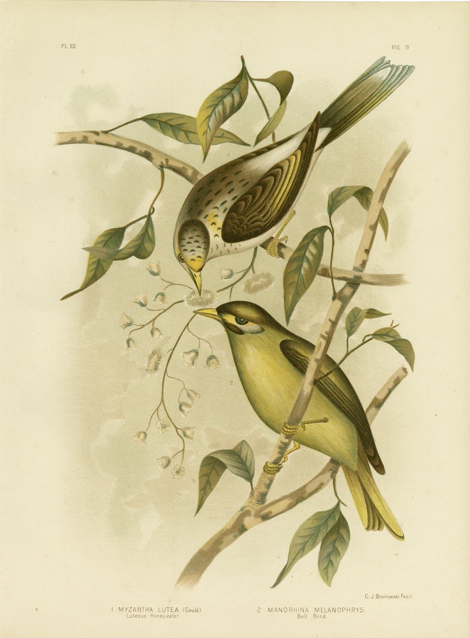 Luteous honningeater eller gulstrubet minearbejder, 1891 af Gracius Broinowski