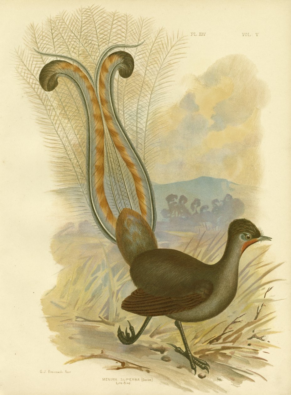 Lyrebird, 1891 af Gracius Broinowski