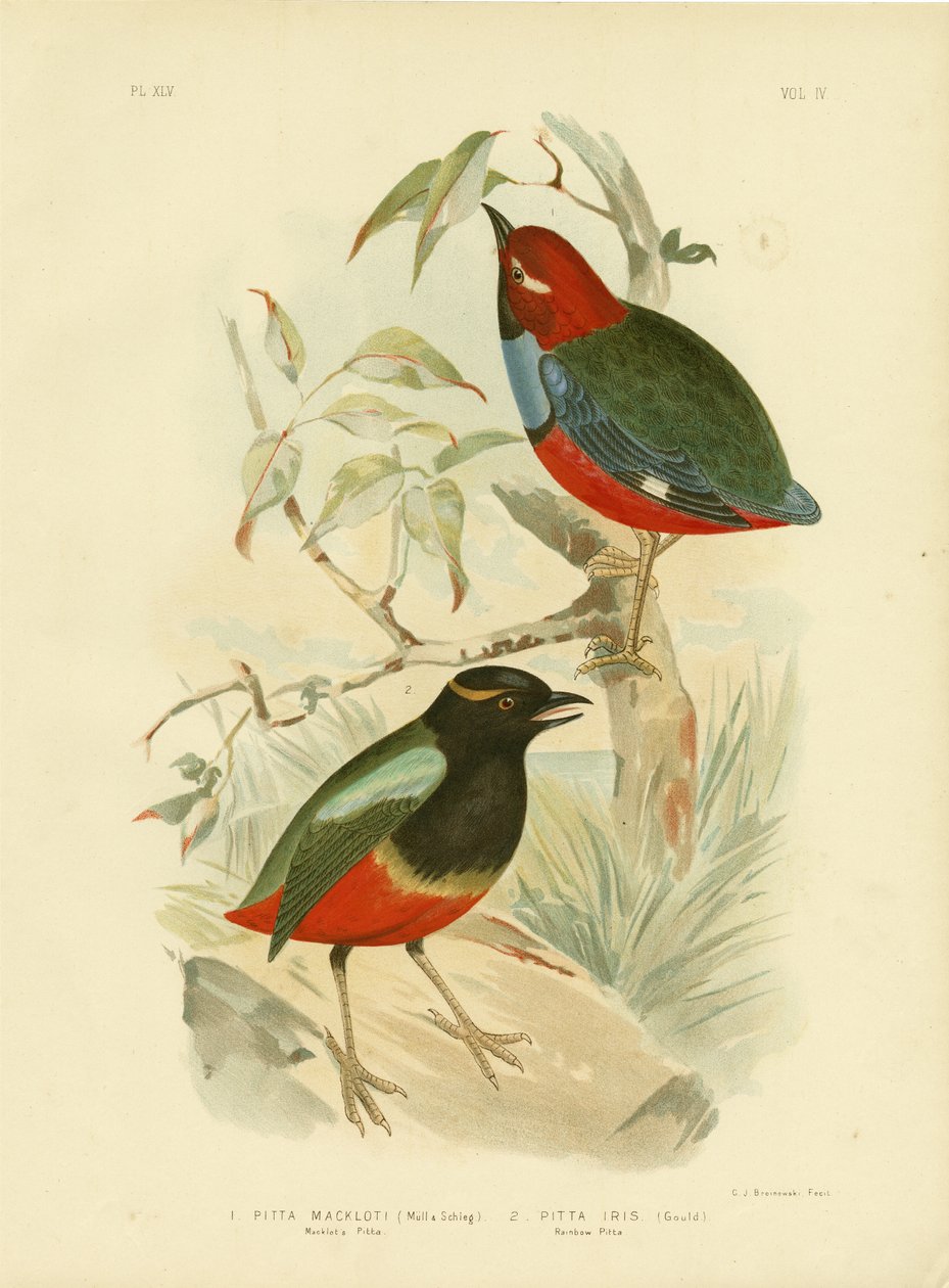 Macklots pitta, 1891 af Gracius Broinowski