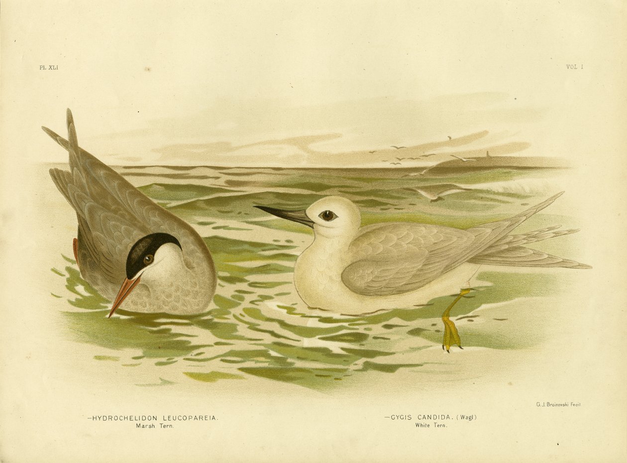 Marsh Tern, 1891 af Gracius Broinowski
