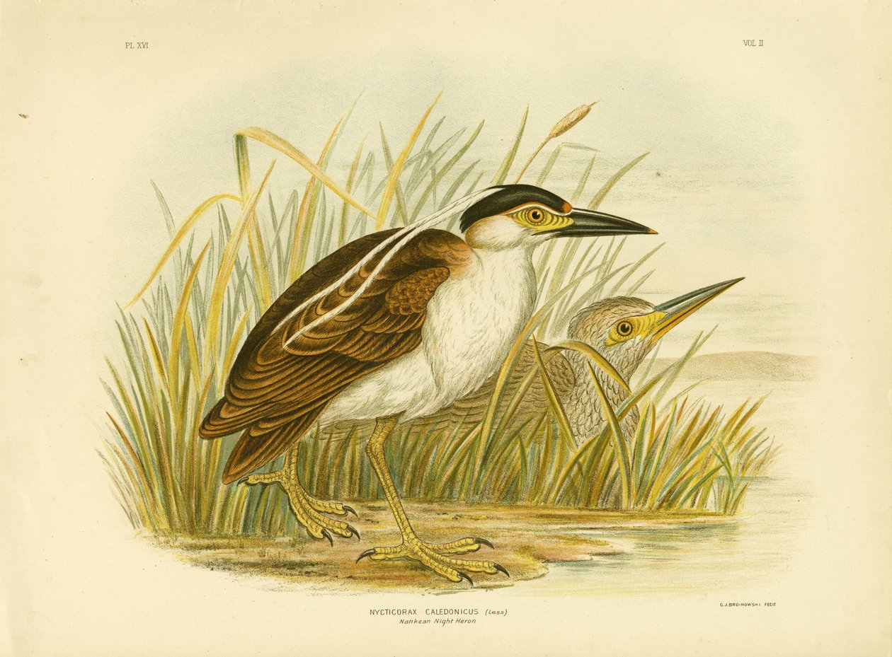 Nankeen Night Heron eller Nankeen Night Heron, 1891 af Gracius Broinowski