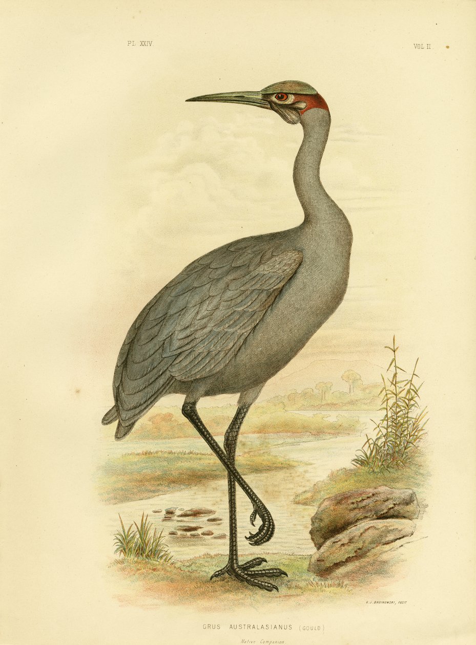 Native Companion eller Brolga, 1891 af Gracius Broinowski