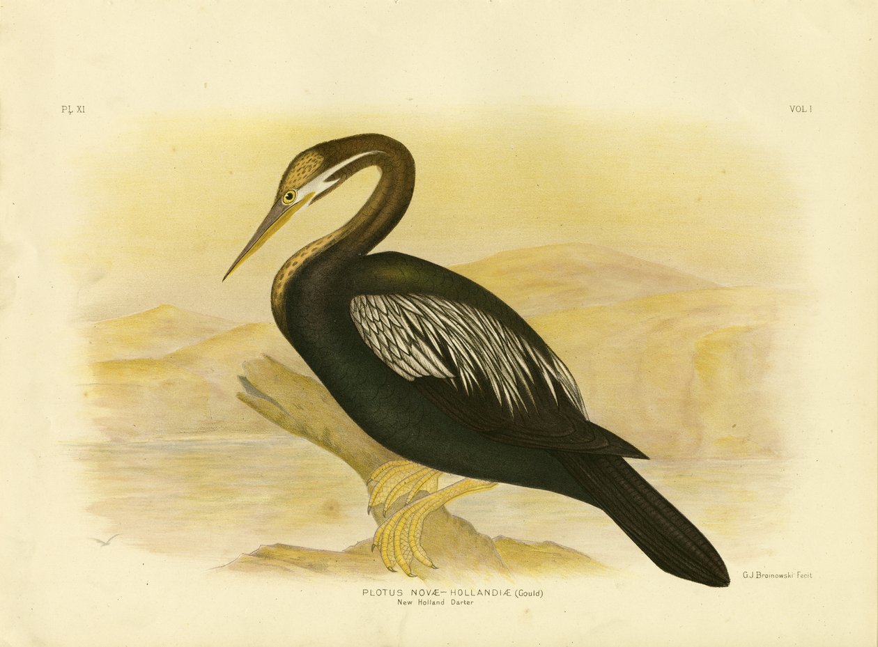 New Holland Darter, 1891 af Gracius Broinowski