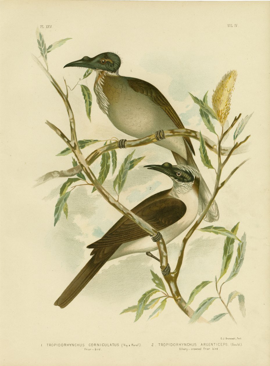 Noisy Friarbird, 1891 af Gracius Broinowski