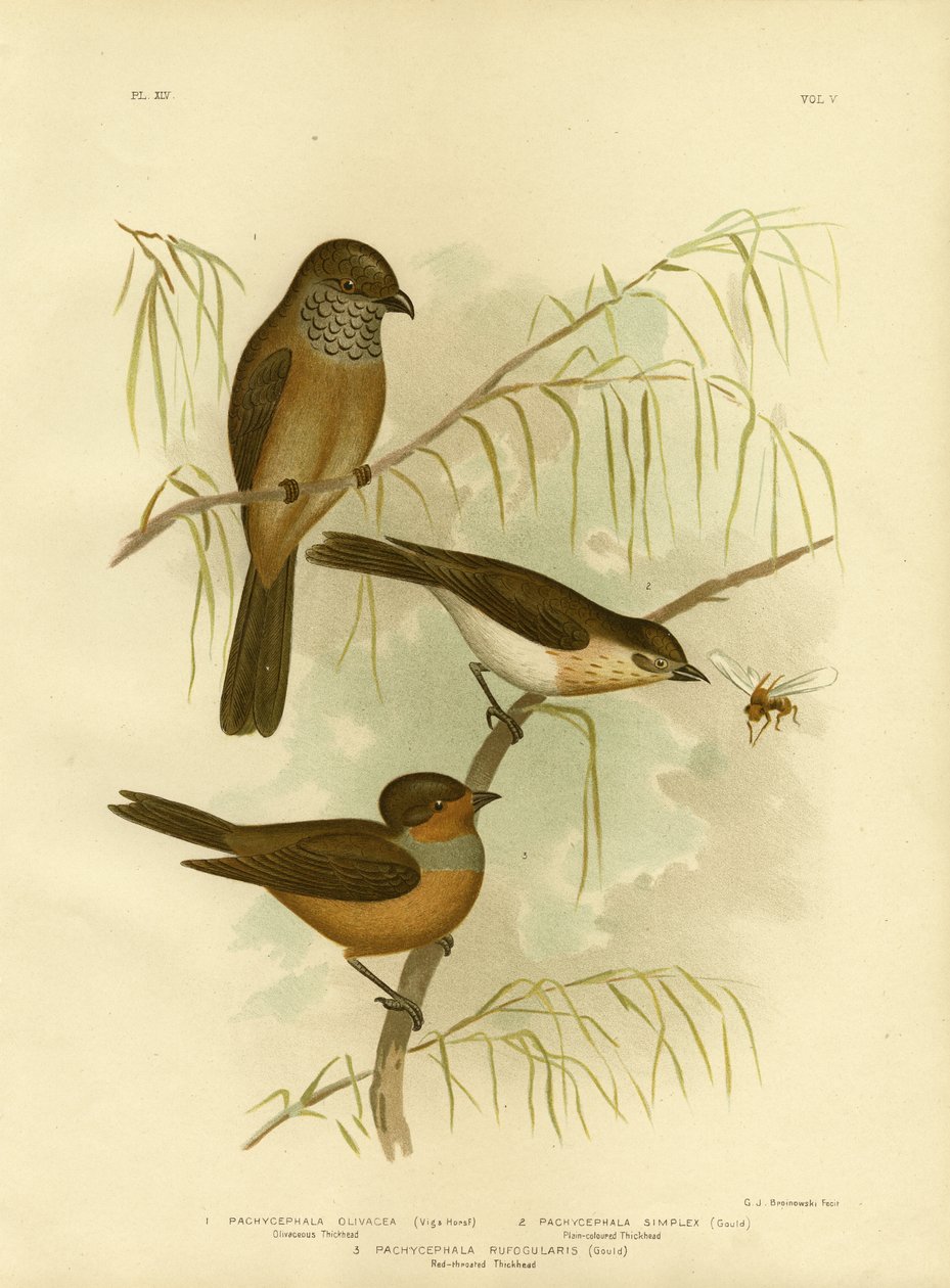 Olivenagtig Thickhead eller Olive Whistler, 1891 af Gracius Broinowski