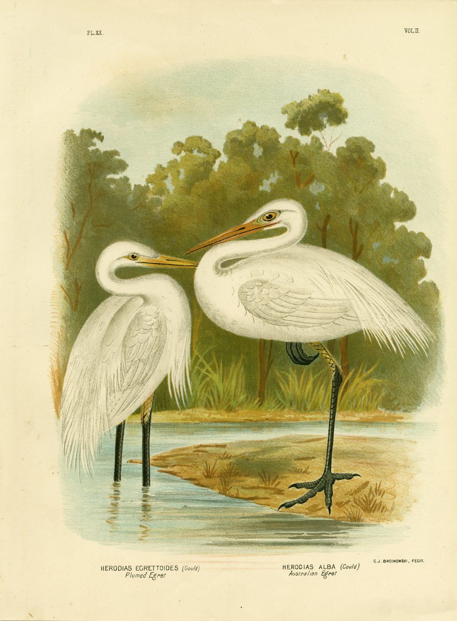 Plyeret hejren eller mellemhejren, 1891 af Gracius Broinowski