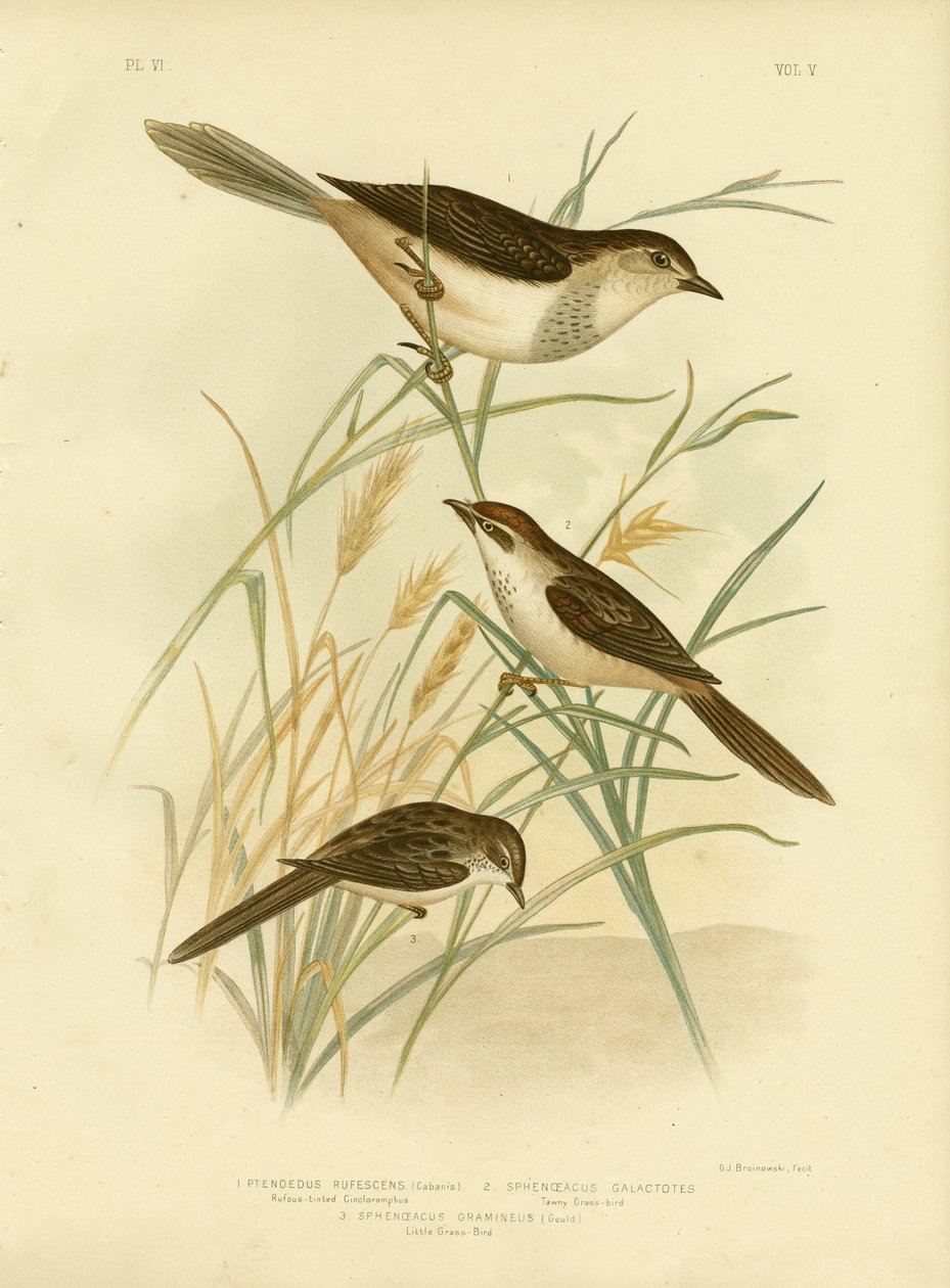 Rødbrun-tonet Cincloramphus eller rødbrun sanglærk, 1891 af Gracius Broinowski