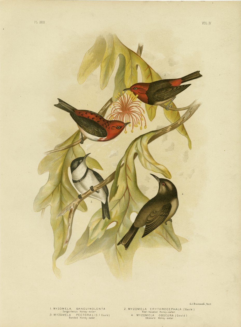 Sanguineous honningeater, 1891 af Gracius Broinowski