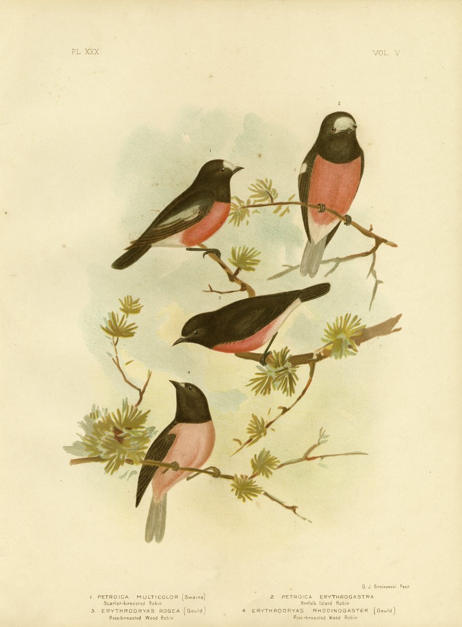 Scarlet-breasted Robin eller Pacific Robin, 1891 af Gracius Broinowski