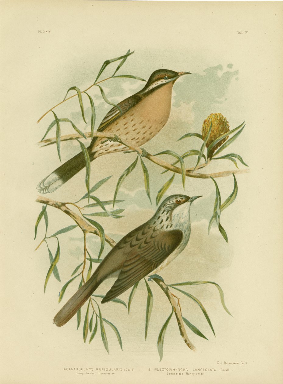 Honningæder med spiny-kind, 1891 af Gracius Broinowski
