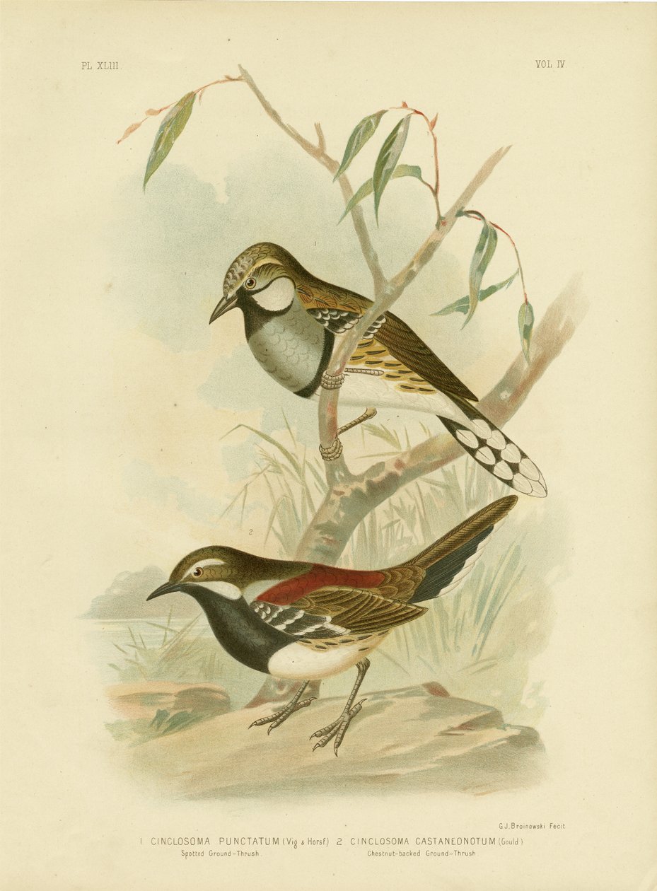Plettet jorddrossel, 1891 af Gracius Broinowski