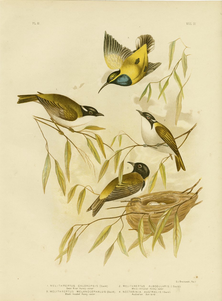Swan River Honeyeater, 1891 af Gracius Broinowski