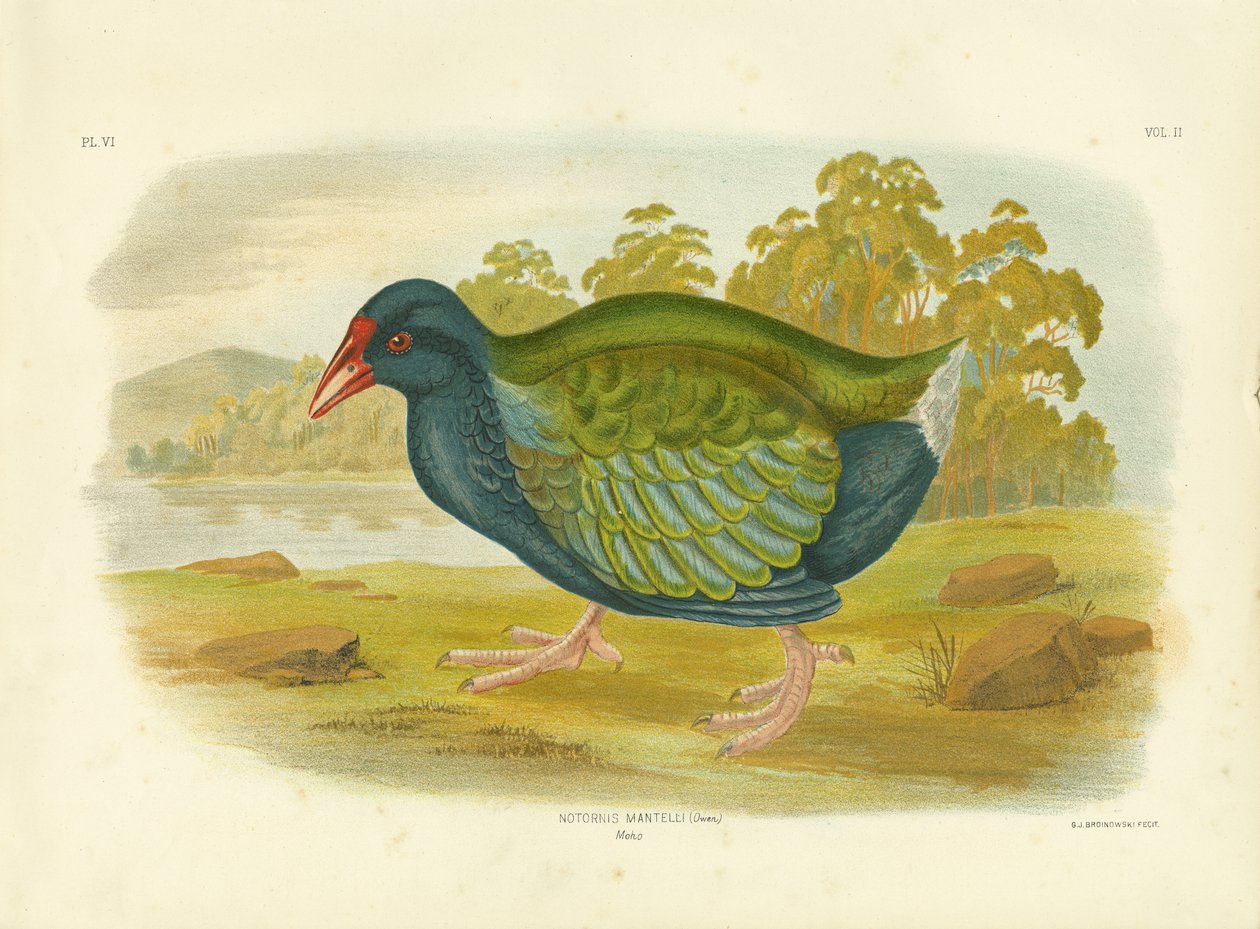 Takahe, 1891 af Gracius Broinowski